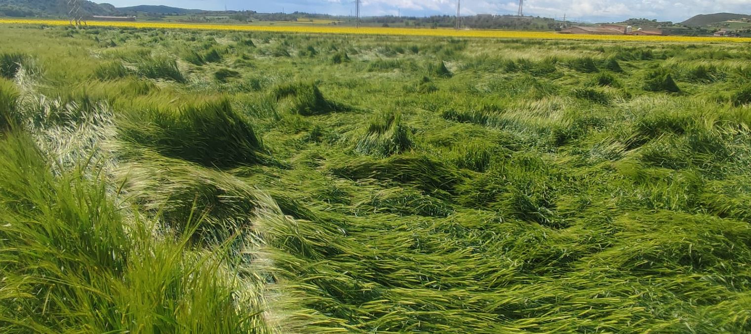 Cereal afectat per plges