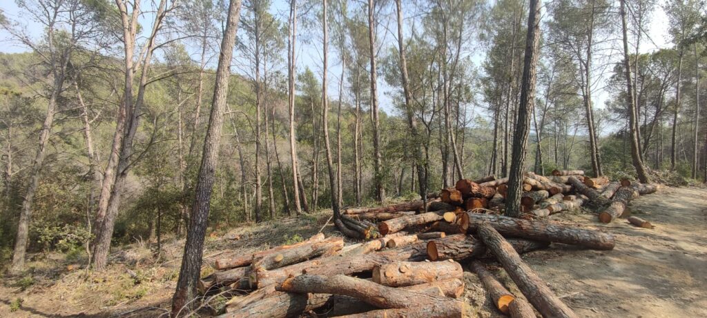 Aprofitament forestal